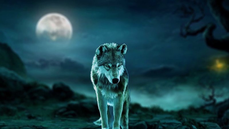 Красивый волк