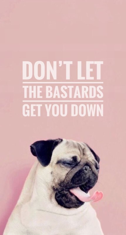 Мопс обои красивые