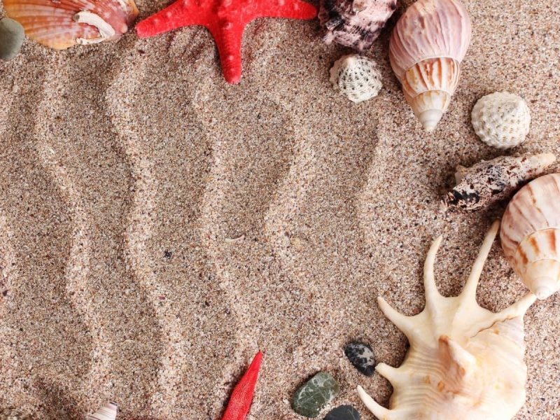 Фон ракушки