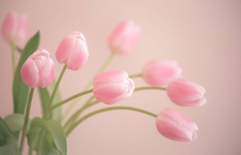 Тюльпаны. Нежно-розовый