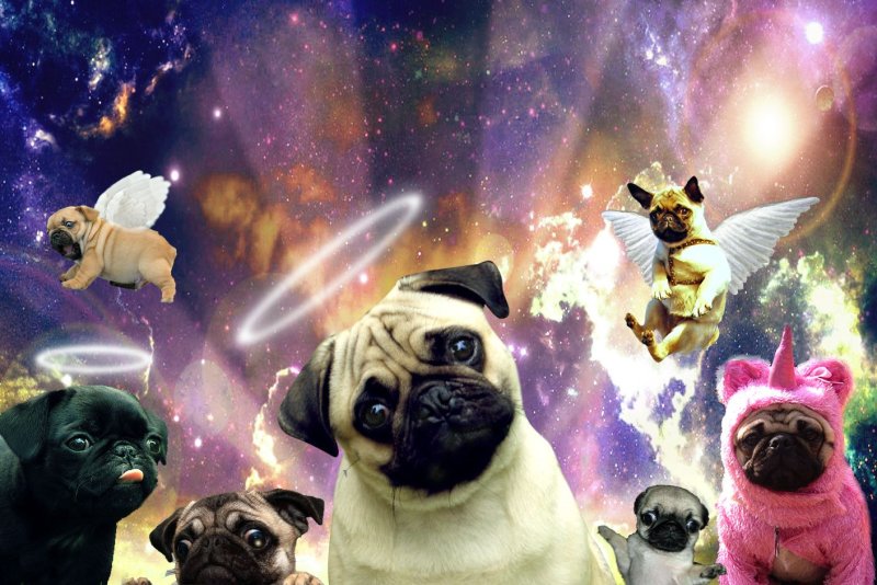 Заставка Мопс