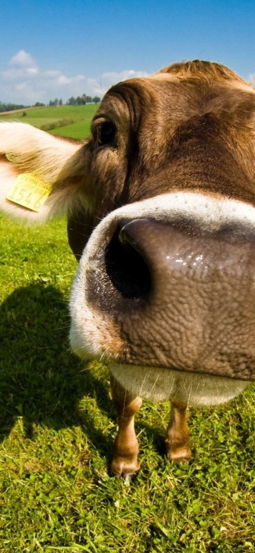 Морда коровы