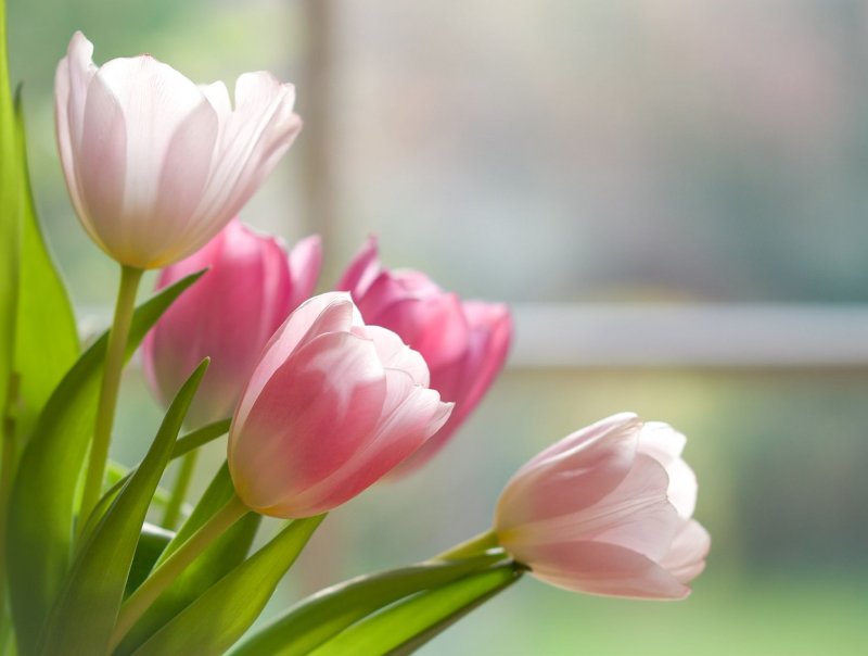 Тюльпан Пинк