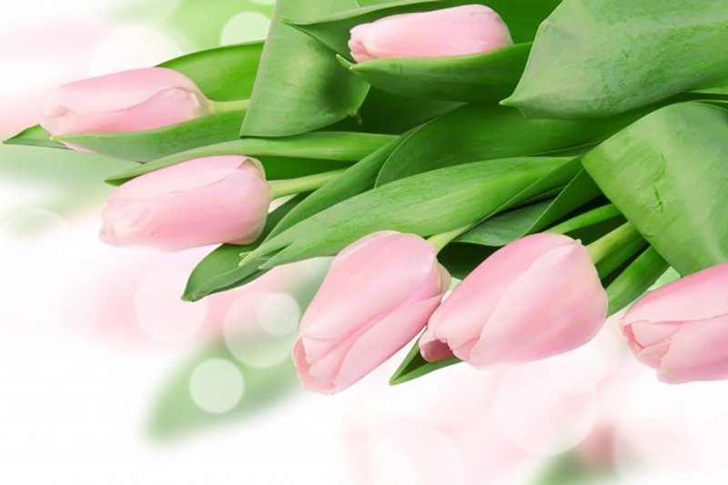 Нежные тюльпаны
