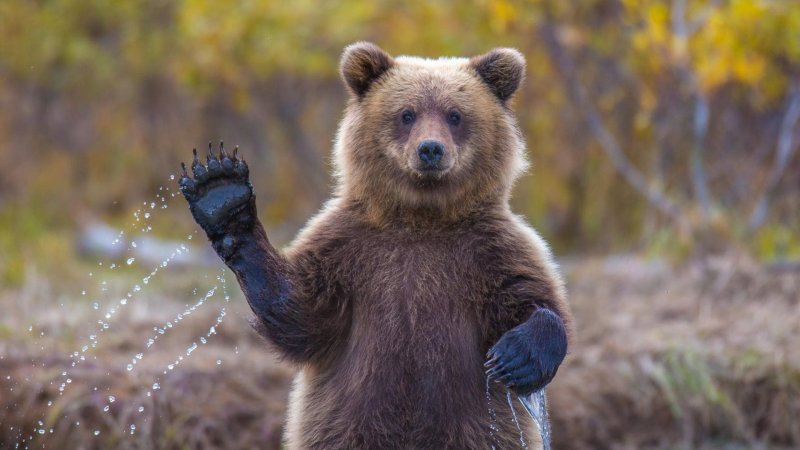 Медведь фото