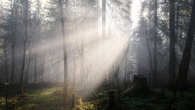 Природа туман