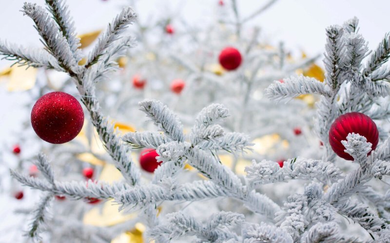 Новогодняя природа