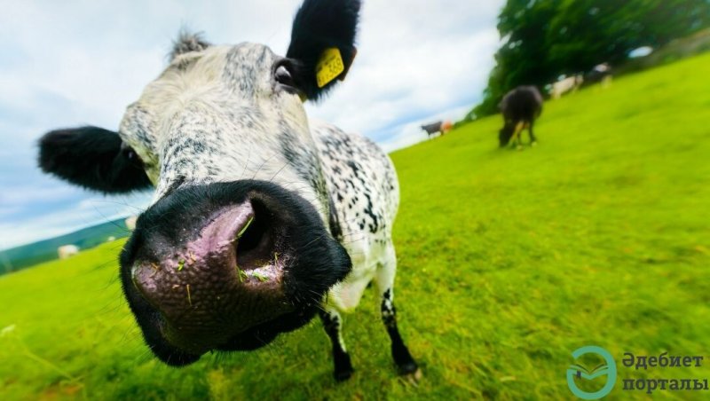 Морда коровы