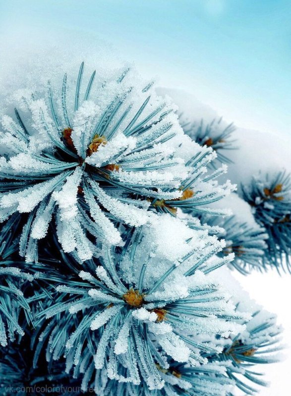 Ель в снегу