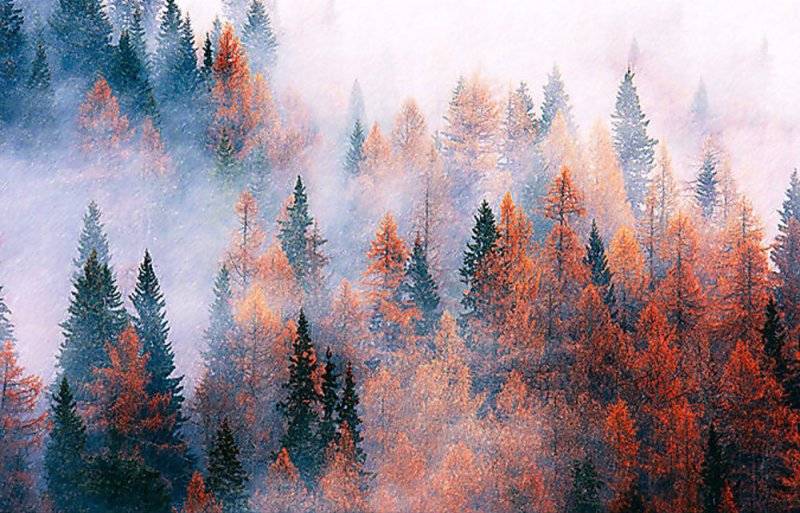 Лес в тумане