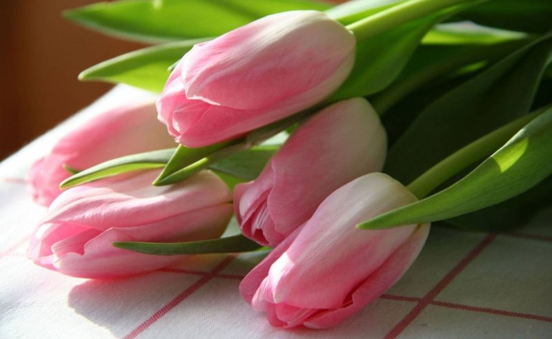 Весна тюльпаны