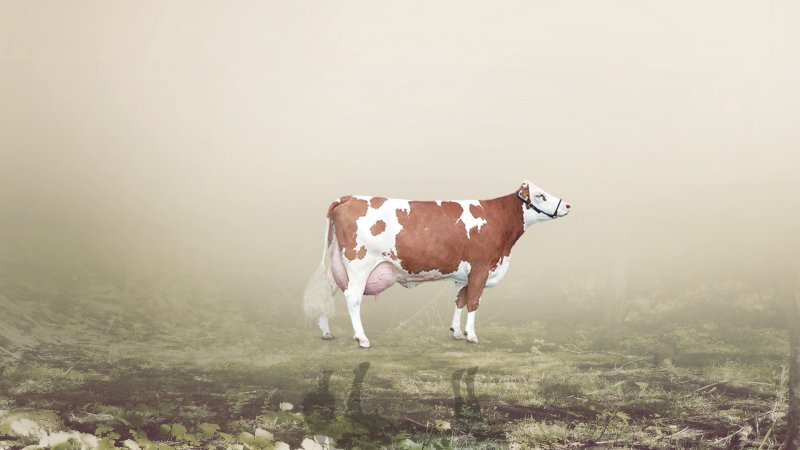 Фон коровы