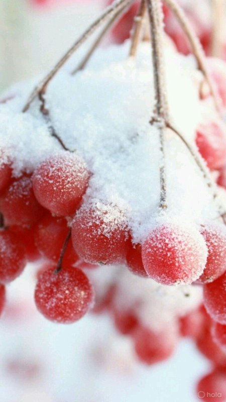 Зимняя рябина