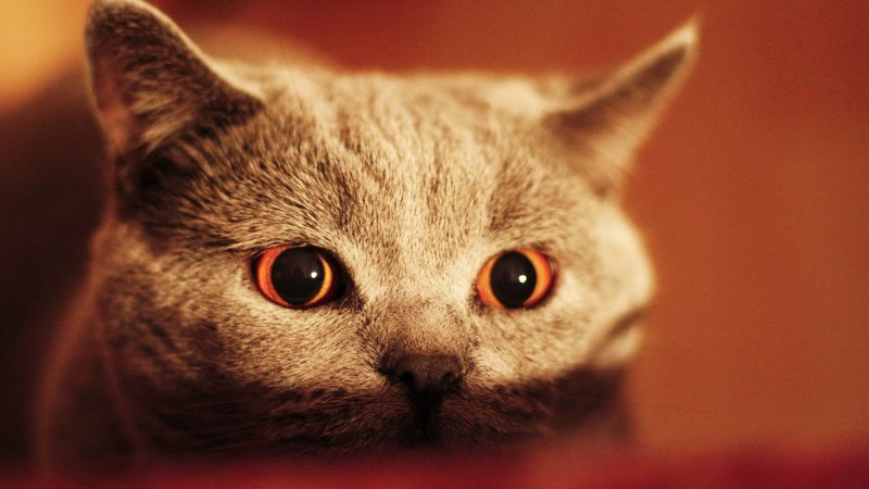 Красивый кот