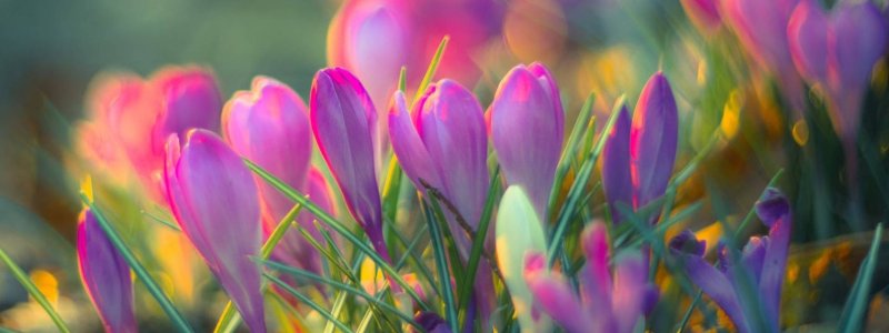 Весенний цвет