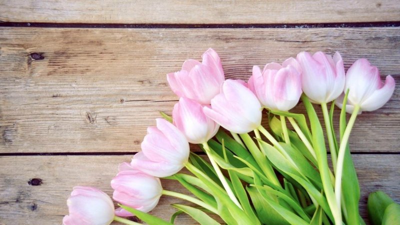 Розовые тюльпаны