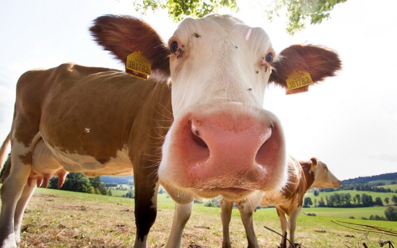 Красивая корова