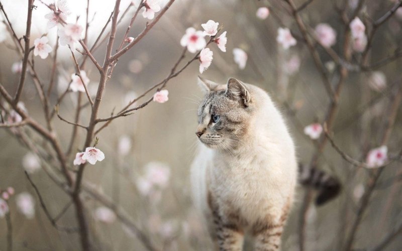 Котенок и Весна