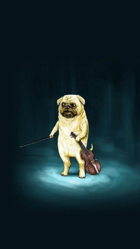 Смешные обои с собаками