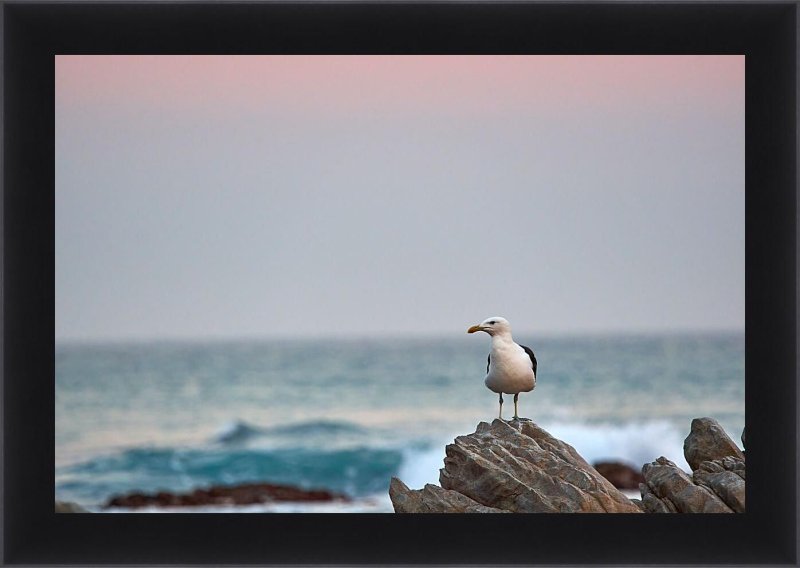 Море, Чайки