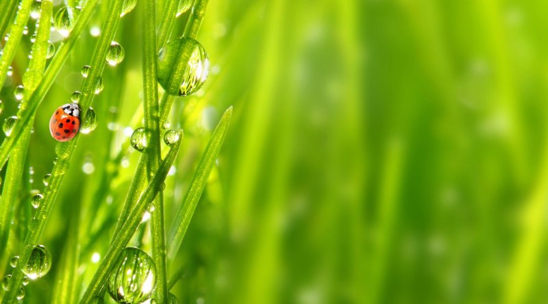 Лето зелень