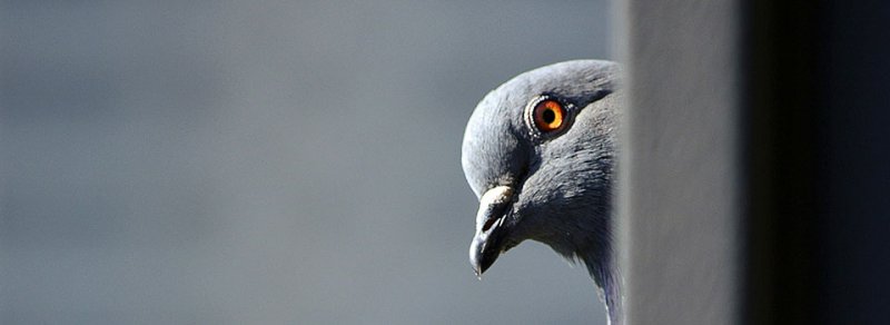 Взгляд голубя