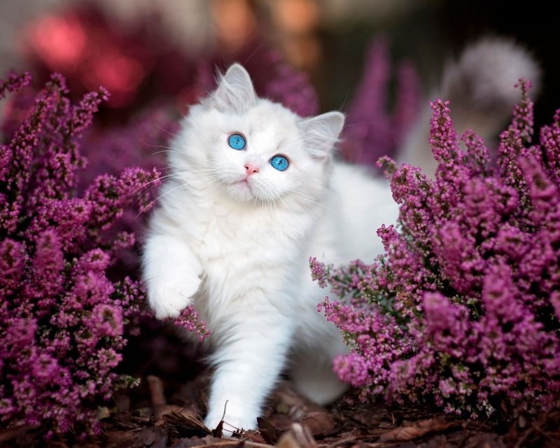 Красивый кот