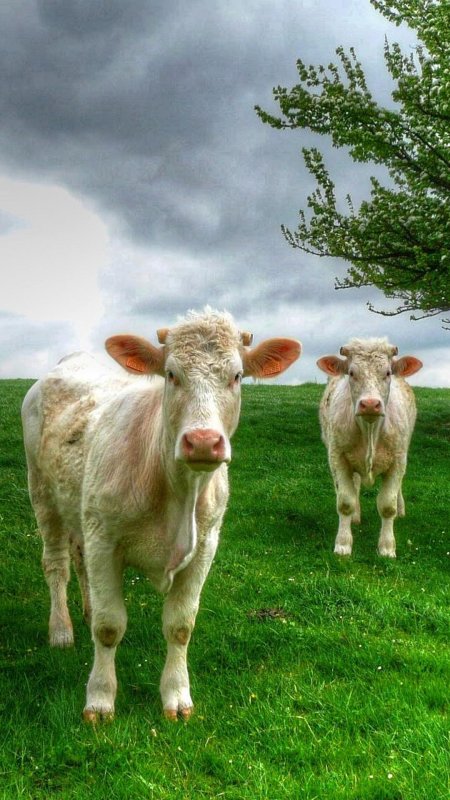 Красивый теленок