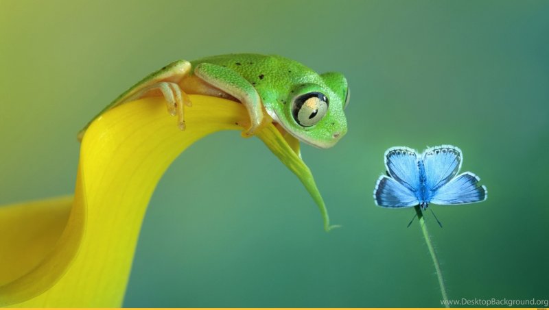 Ярки животные