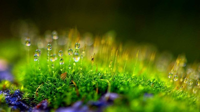 Макросъемка природа