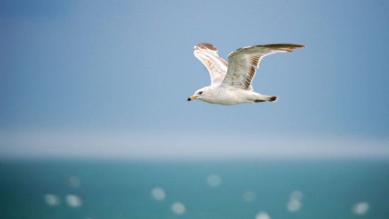 Чайки в полете