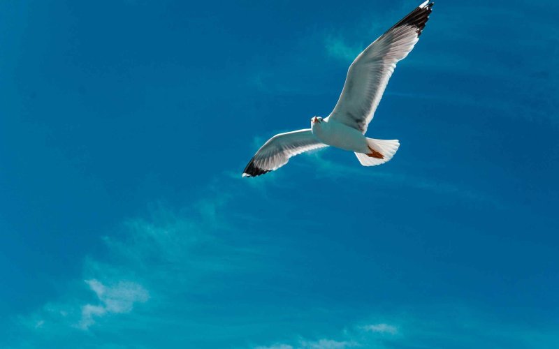 Птицы в небе