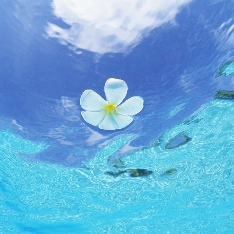 Цветы и море