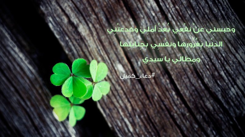 Ирландский Клевер четырехлистный