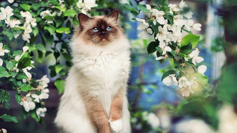 Сиамский кот длинношерстный