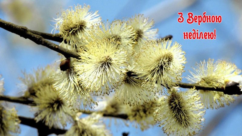 Весна Верба