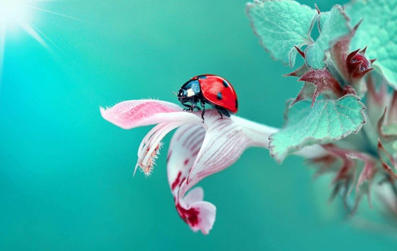 Красивые обои на рабочий стол