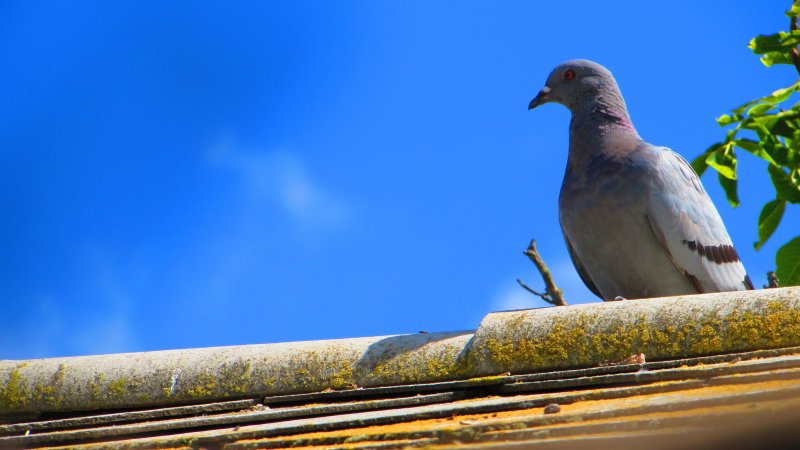 Дикий голубь Горлица