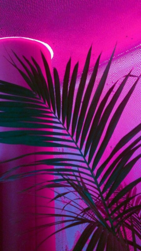 Фиолетовые пальмы