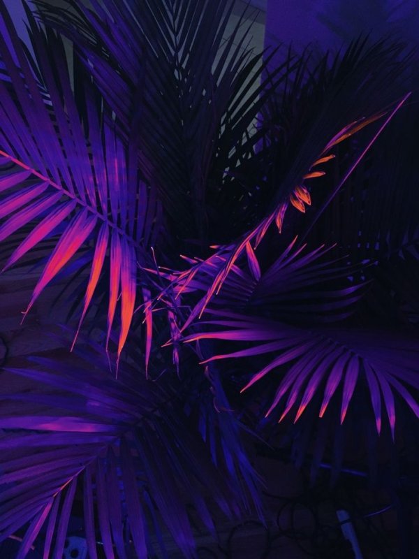 Фиолетовые пальмы