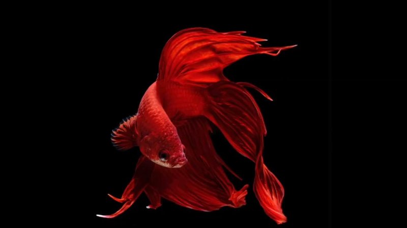 Рыбка петушок Бетта золотой