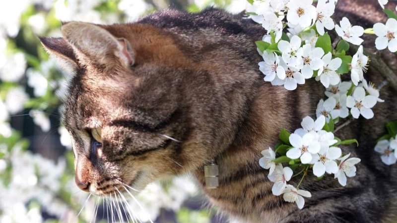 Весенняя кошка