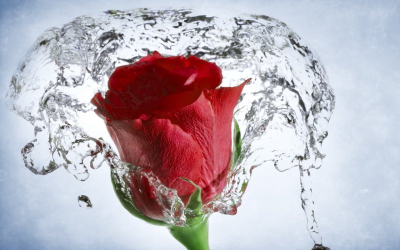 Картинки на рабочий стол розы