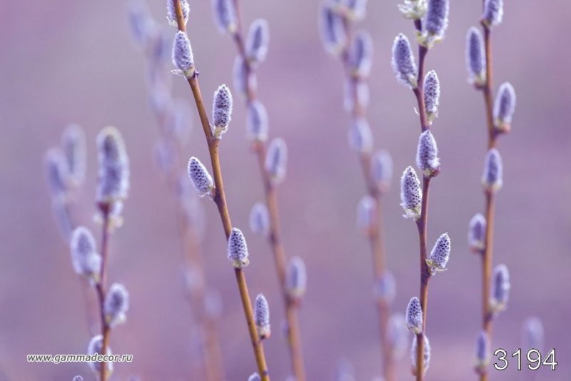 Верба лунöн