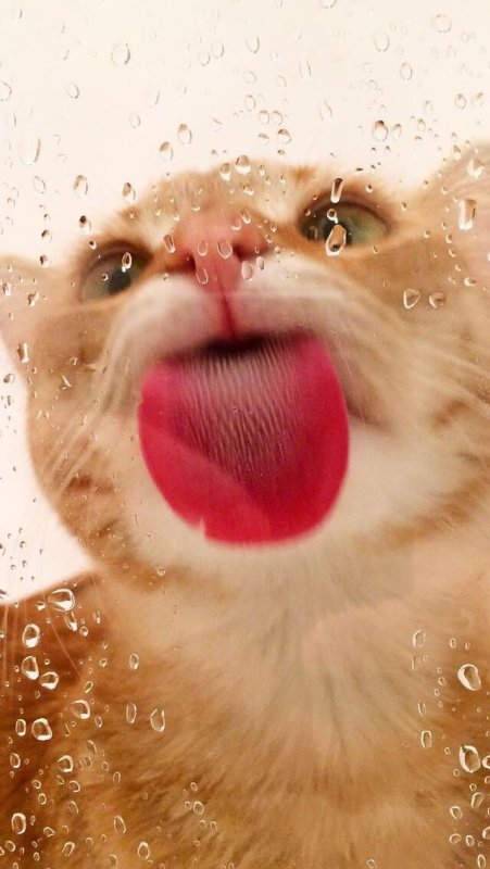 Мокрая кошка