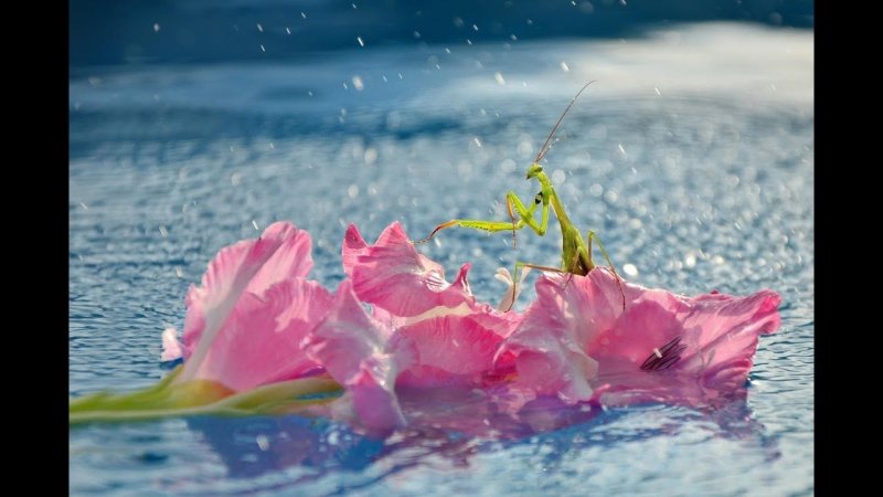 Букет на фоне моря