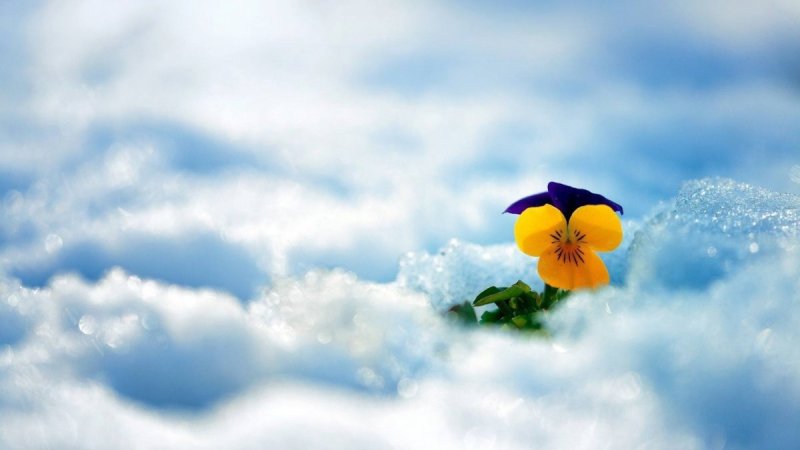 Цветы и небо