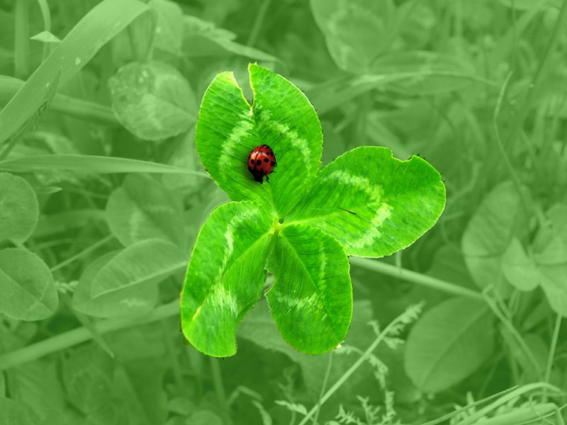 Клевер четырехлистный Божья коровка