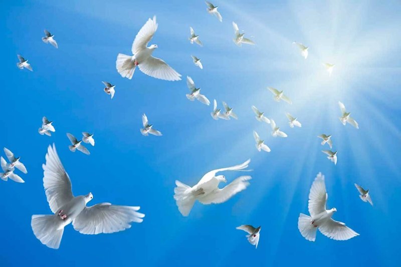 Голубь летит