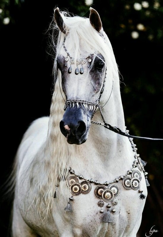 Конь арабский скакун